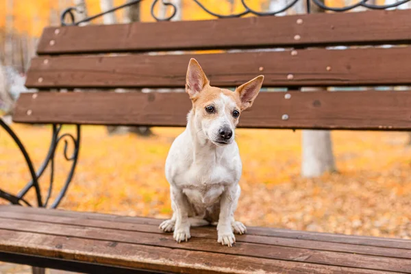 Jack Russell Terrier Small Dog Park Nature Pets — Stock Photo, Image