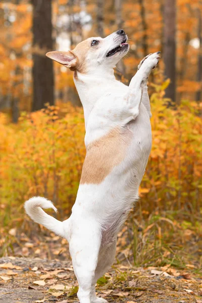 Jack Russell Piccolo Cane Giocherellone Natura Autunno — Foto Stock