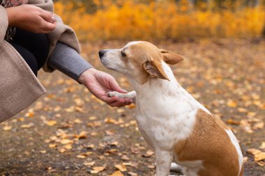 Jack Russell terrier. Doğada köpek eğitimi.