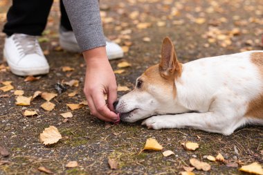 Jack Russell terrier. Doğada köpek eğitimi.