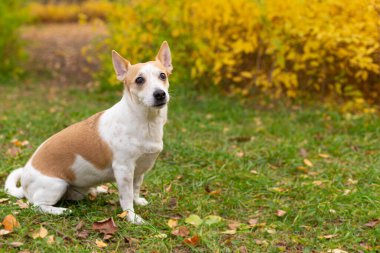 Jack Russell terrier. Sonbaharda bahçede küçük bir köpek.