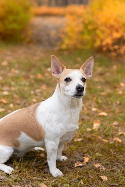 Jack Russell Terrier Cagnolino Giardino Autunno — Foto Stock
