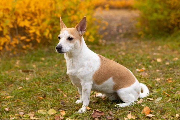 Jack Russell Terrier Ein Kleiner Hund Herbst Garten — Stockfoto