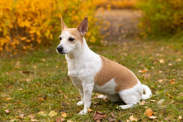 Jack Russell Teriér Malý Pes Zahradě Podzim — Stock fotografie