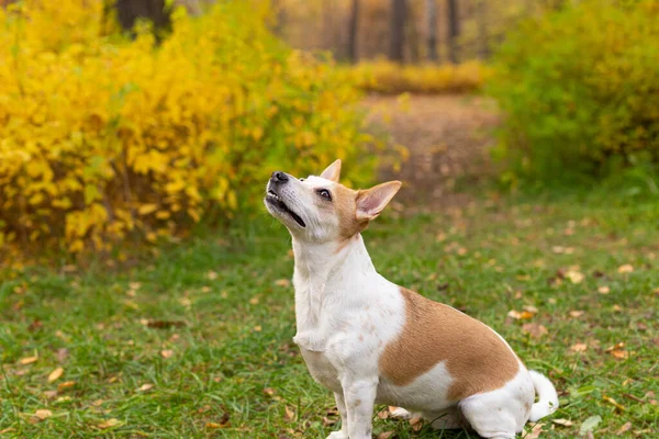 Jack Russell Terrier Bellissimo Cagnolino Autunno Nella Natura — Foto Stock