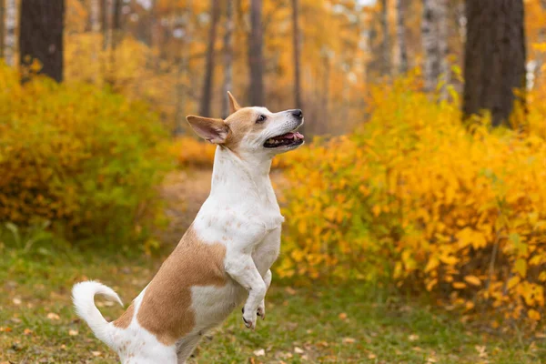 Jack Russell Terrier Bellissimo Cagnolino Autunno Nella Natura — Foto Stock