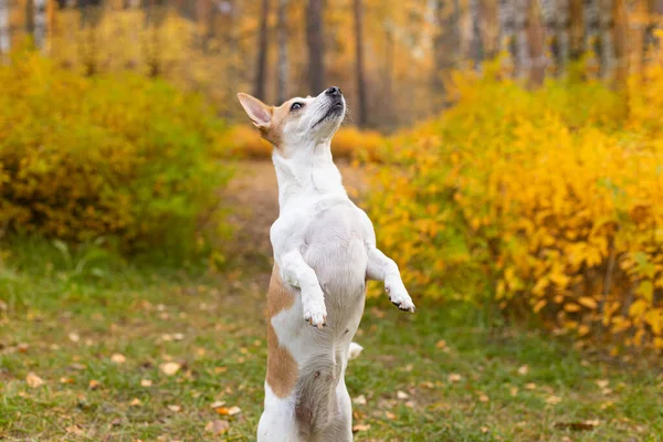 Jack Russell Terrier Pequeno Cão Jardim Outono — Fotografia de Stock