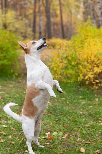 Jack Russell Terrier Bellissimo Cagnolino Autunno Nella Natura — Foto Stock