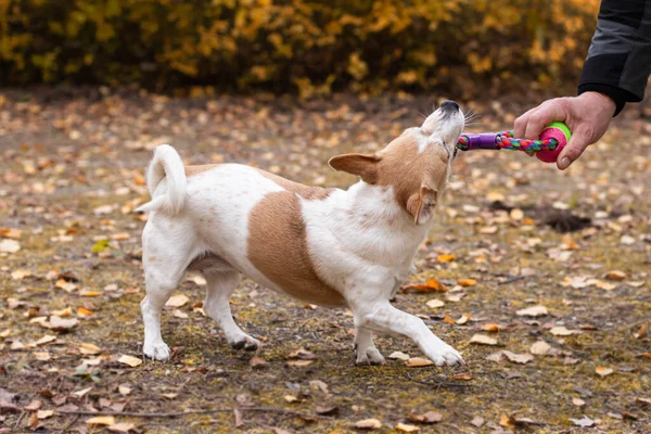 Jack Russell Terrier Ein Kleiner Hund Spielt Herbst Mit Einem — Stockfoto