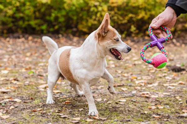 Jack Russell Terrier Liten Hund Leker Med Leksak Hösten Stockbild