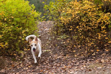 Jack Russell Terrier, bir doğa parkında safkan bir köpek..