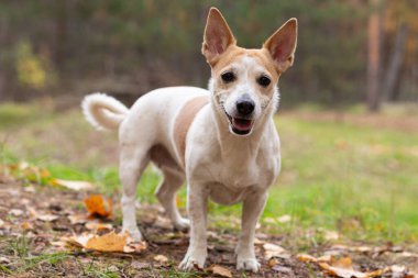 Jack Russell Terrier, bir doğa parkında safkan bir köpek..