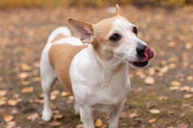 Jack Russell Terrier, bir doğa parkında safkan bir köpek..