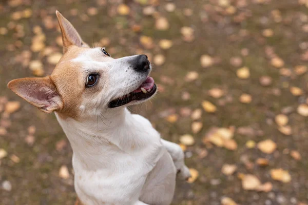 Jack Russell Terrier Ein Vollbluthund Einem Naturpark — Stockfoto