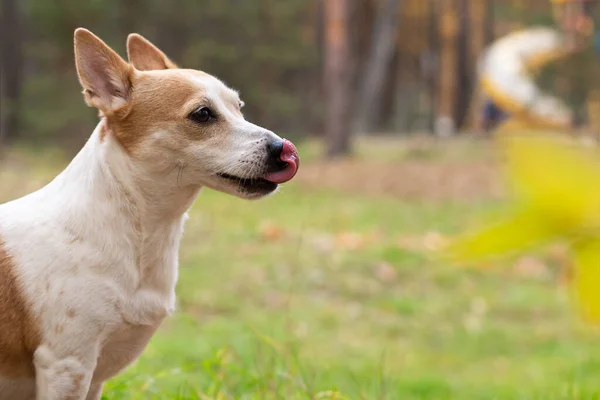 Jack Russell Terrier Thoroughbred Dog Nature Park — Stock Photo, Image