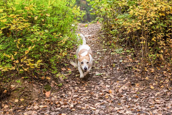 Jack Russell Terrier Rasowy Pies Parku Przyrody — Zdjęcie stockowe