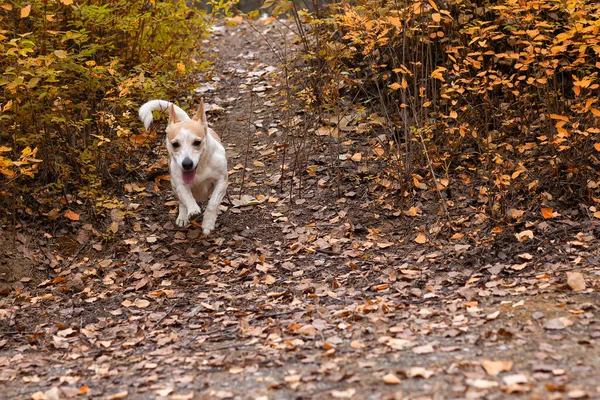 Jack Russell Terrier Rasowy Pies Parku Przyrody — Zdjęcie stockowe