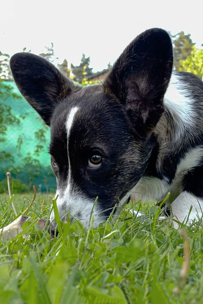 Filhote Cachorro Corgi Engraçado Gramado Verde Animais Estimação Beleza Está — Fotografia de Stock