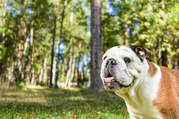 Englische Bulldogge Einem Öffentlichen Park Haustiere — Stockfoto