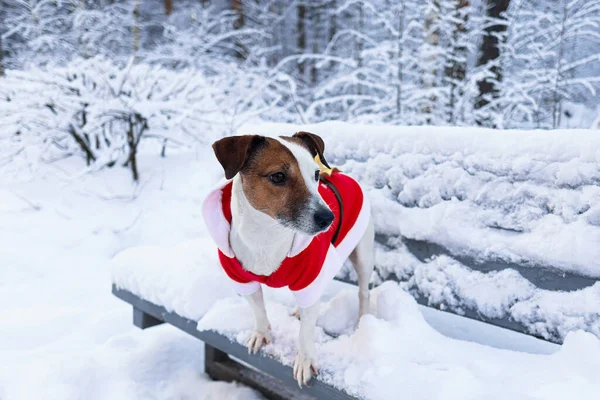 Cão Raça Pura Jack Russell Terrier Animais Estimação Natal Ano — Fotografia de Stock