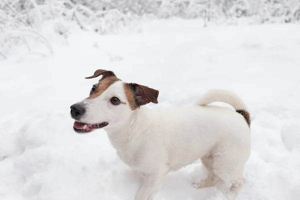 Jack Russell Terrier Animais Estimação Cão Puro Sangue Caminha Parque — Fotografia de Stock