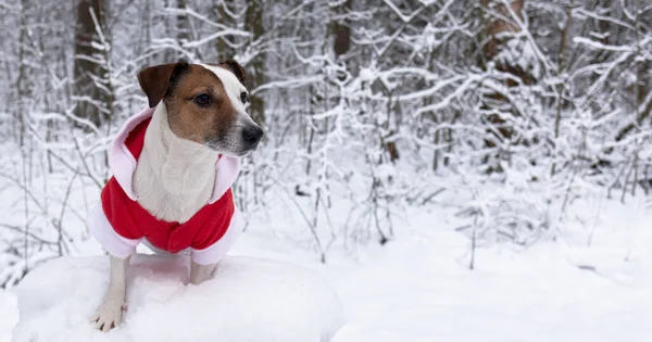 Jack Russell Terrier Traje Pai Natal Cão Puro Sangue Num — Fotografia de Stock