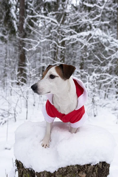 Jack Russell Terrier Traje Pai Natal Cão Puro Sangue Natal — Fotografia de Stock