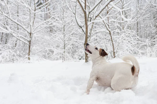 Jack Russell Terrier Animali Cane Purosangue Passeggia Parco Naturale — Foto Stock