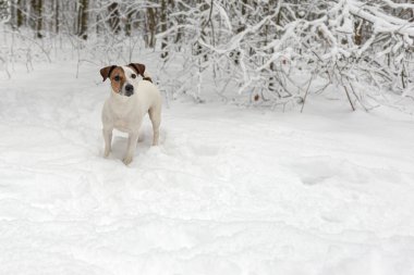 Jack Russell Terrier halka açık bir parkta. Safkan bir köpek. Hayvan teması. Kışın evcil hayvanlar.