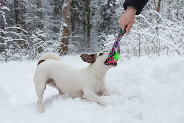 Jack Russell Terrier Plays Nature Park Thoroughbred Dog Close Pets — Fotografia de Stock