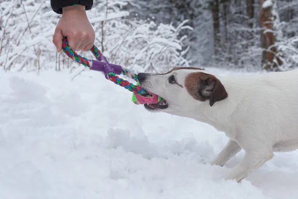 Jack Russell Terrier Plays Nature Park Thoroughbred Dog Close Pets — Fotografia de Stock