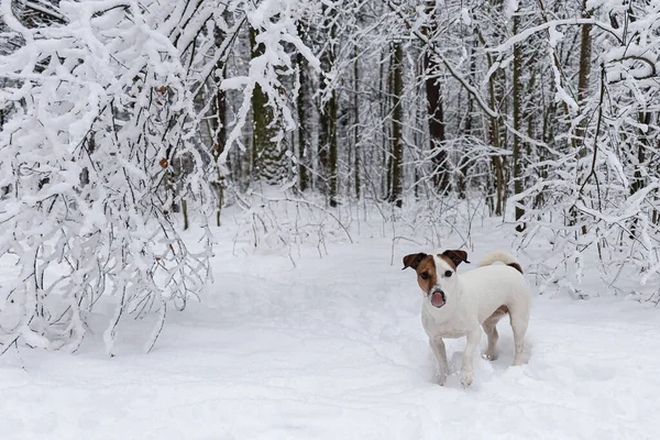 Jack Russell Terrier Public Park Thoroughbred Dog Animal Themes Pets — Foto Stock