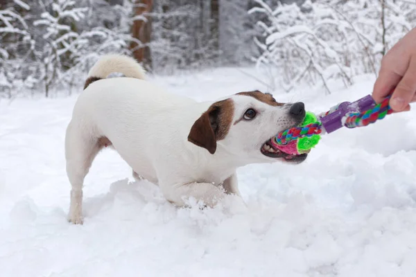 Jack Russell Terrier Plays Nature Park Purebred Dog Close Pets — Fotografia de Stock