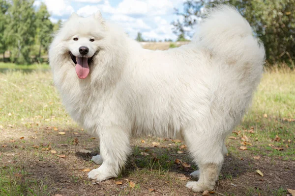 Samoyed Thoroughbred Dog Public Park Pets Close — Stock fotografie