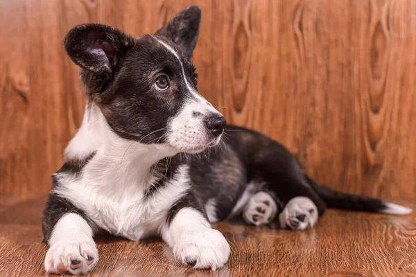 Thoroughbred Dog Close Pets Welsh Corgi Pembroke — Photo