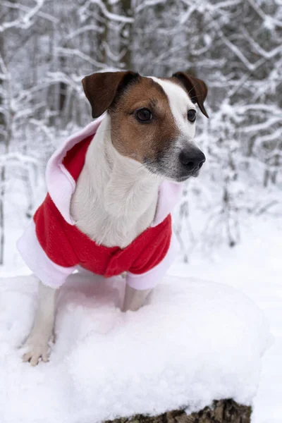 Jack Russell Terrier Traje Pai Natal Cão Puro Sangue Natal — Fotografia de Stock