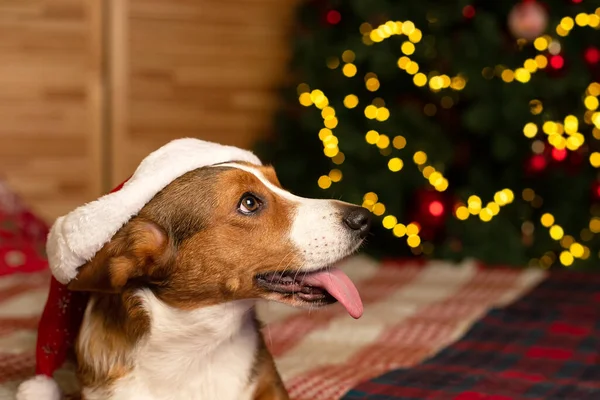 Vollbluthund Weihnachtsbaum Welsh Corgi Pembroke Tierische Themen Weihnachten Und Silvester — Stockfoto