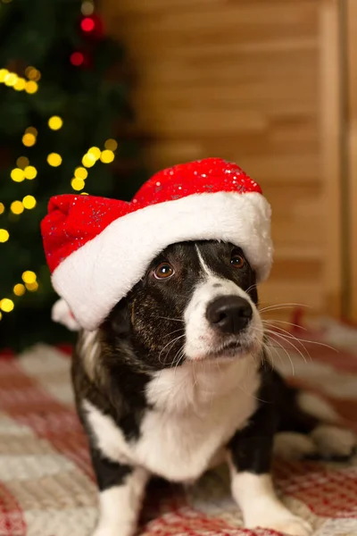 Cão Puro Árvore Natal Welsh Corgi Pembroke Natal Animais Estimação — Fotografia de Stock