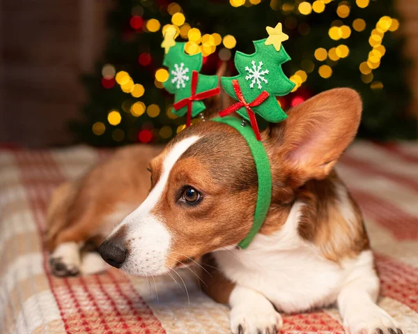 Welsh Corgi Pembroke Vollbluthund Weihnachtsbaum Weihnachtsdekoration Haustiere — Stockfoto