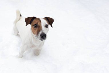 Jack Russell Terrier. Safkan bir köpek karın üzerinde duruyor. Evcil hayvanlar.