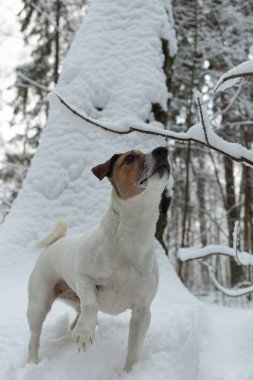 Jack Russell Terrier. Karlı bir ormanda safkan bir köpek. Evcil hayvanlar. Yakın plan..