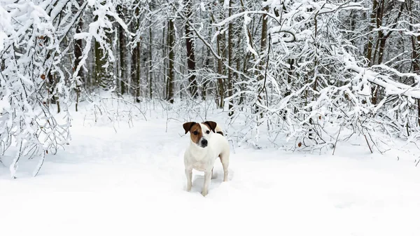 Jack Russell Terrier Cão Puro Sangue Numa Floresta Nevada Animais — Fotografia de Stock