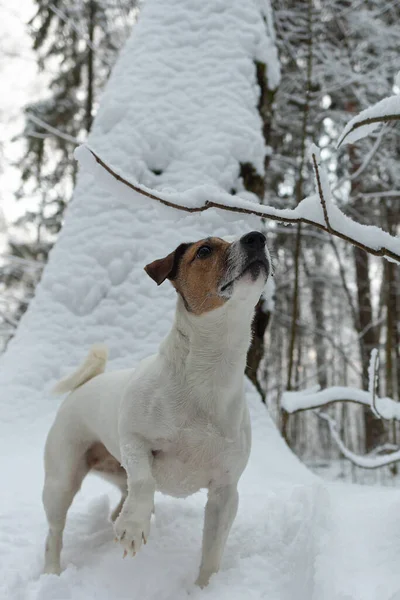 Jack Russell Terrier Cão Puro Sangue Numa Floresta Nevada Animais — Fotografia de Stock