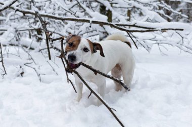 Jack Russell terrier. Kış ormanında safkan bir köpek. Evcil hayvanlar. Hayvan temaları.