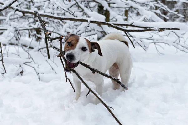 Jack Russell terrier. Kış ormanında safkan bir köpek. Evcil hayvanlar. Hayvan temaları.