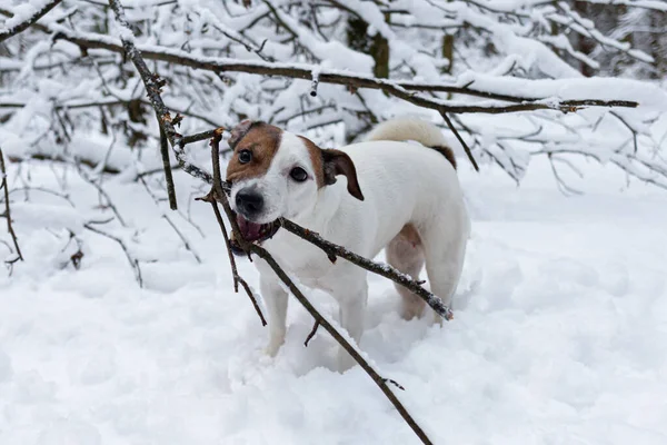 Jack Russell Terrier Cão Puro Sangue Floresta Inverno Animais Estimação — Fotografia de Stock