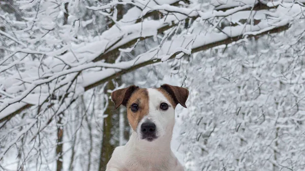 Jack Russell Terrier Cane Purosangue Nella Foresta Invernale Animali Temi — Foto Stock