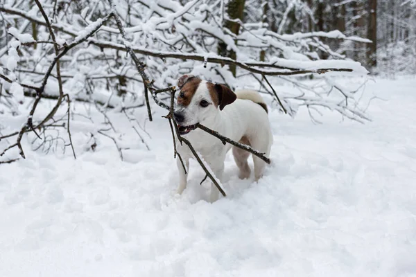 Jack Russell Terrier Cane Purosangue Nella Foresta Invernale Animali Temi — Foto Stock