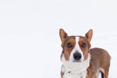Galli Corgi Pembroke. Beyaz arka planda safkan bir köpek. Hayvan teması. Evcil hayvanlar.