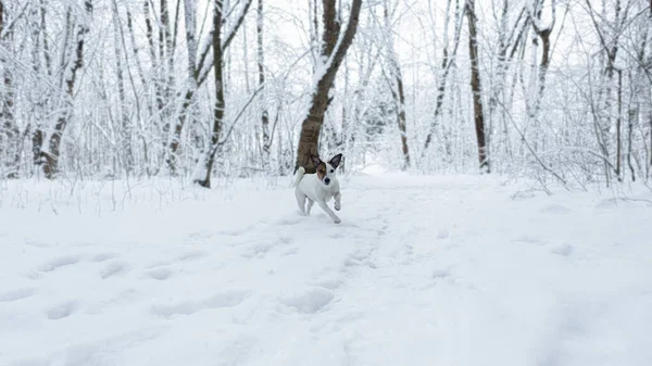 Jack Russell Terrier Inverno Parque Público Cão Puro Sangue Temas — Fotografia de Stock